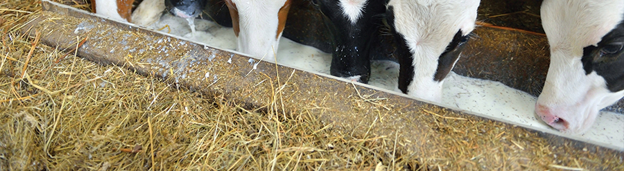 Calf Products: Milkshake C- Guard