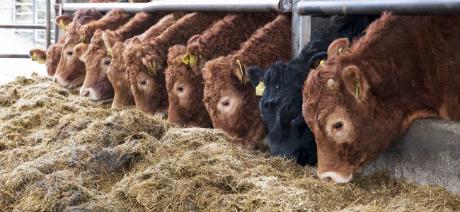 Limousin_Heifers_on_Silage_1_OGP