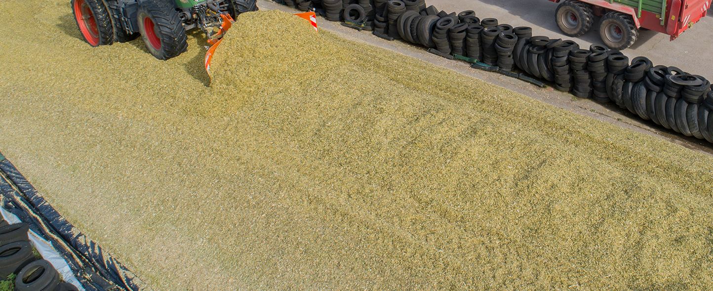 Maize Silage